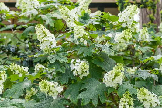 Hydrangea, Snow Queen Oak Leaf 3g