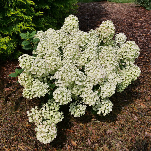 Hydrangea, Tiny Quick Fire