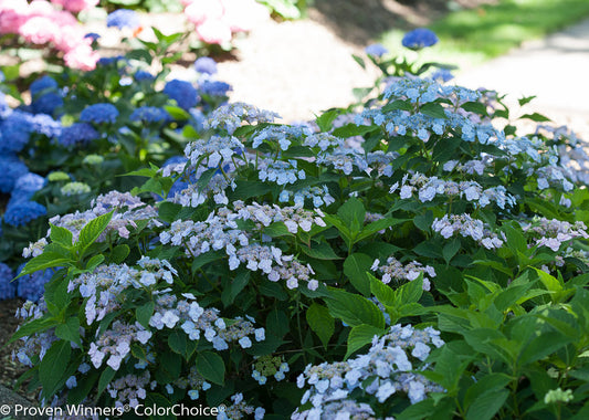 Hydrangea, Tiny Tuff Stuff Mountain 2g