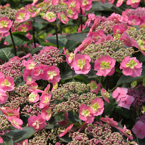 Hydrangea, Tuff Stuff Mountain 2g