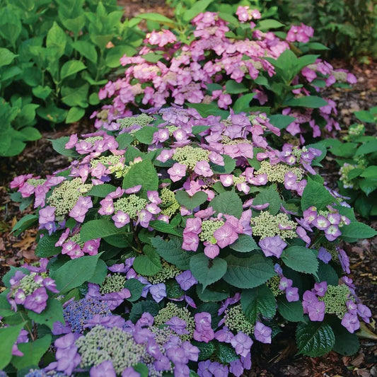 Hydrangea, Tuff Stuff Top Fun Mountain