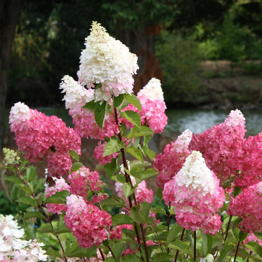 Hydrangea, Vanilla Strawberry Panicle