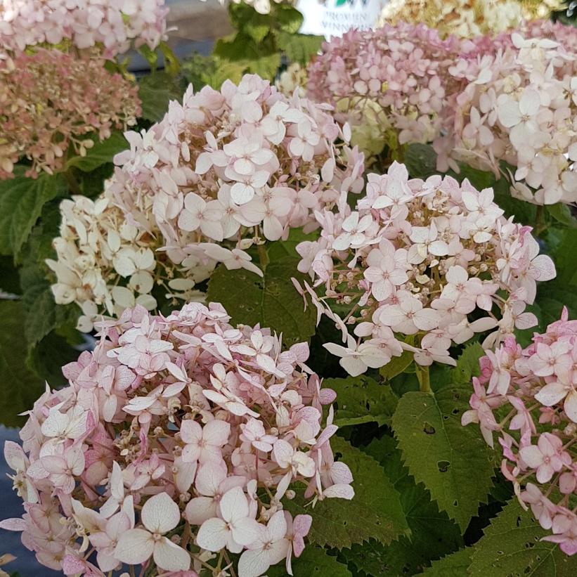 Hydrangea, Invincibelle Wee White Smooth 2g