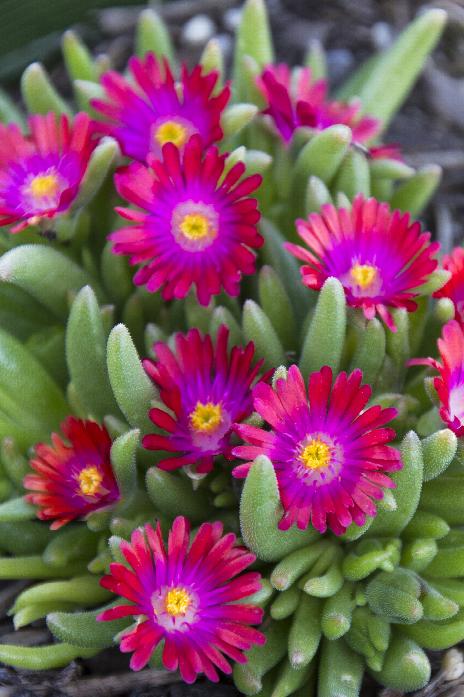 Ice Plant, Jewel of the Desert Garnet 1qt