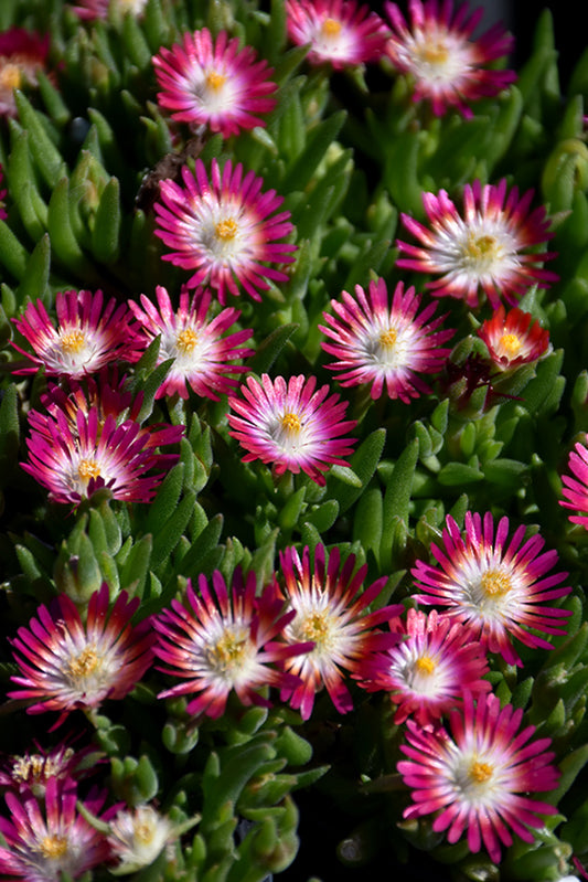 Ice Plant, Jewel of Desert Ruby