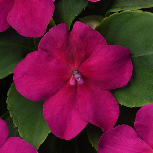 Impatiens, Violet Shades Beacon