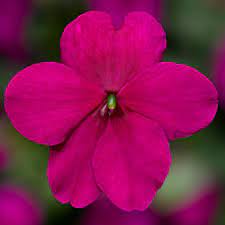 Impatiens, Purple Imara