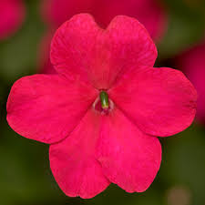 Impatiens, Rose Imara