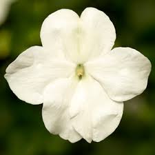 Impatiens, White Imara