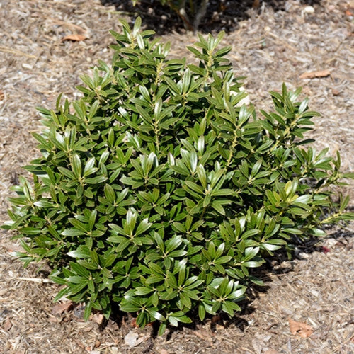 Inkberry Holly, Gem Box