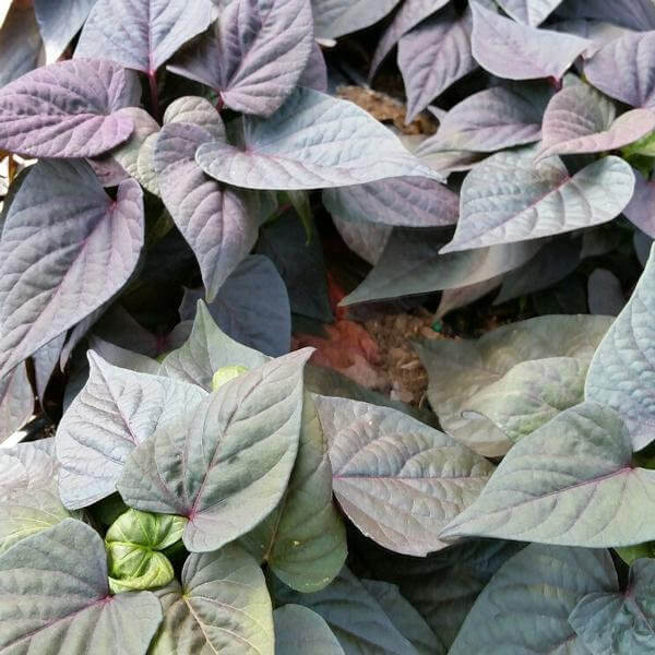 Sweet Potato Vine