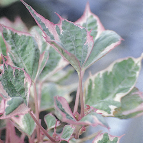 Sweet Potato Vine