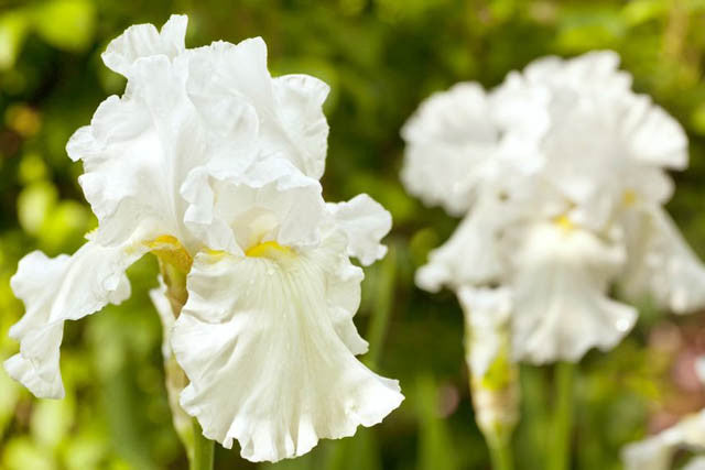 Iris, Immortality