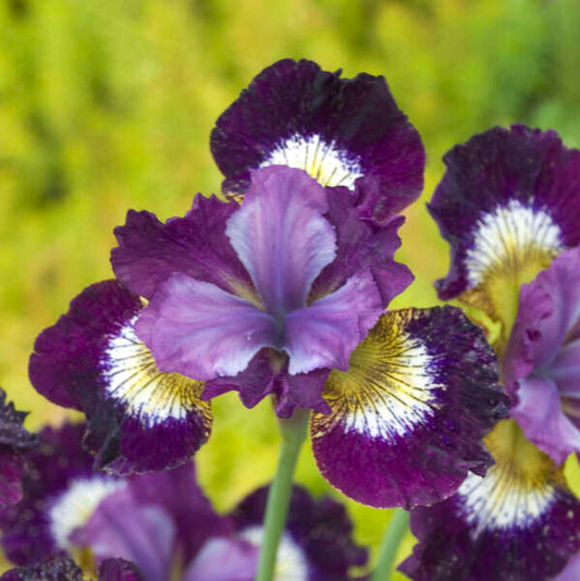 Iris, Jewelled Crown 1g