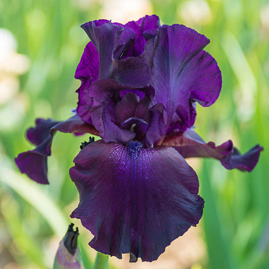 Iris, Superstition