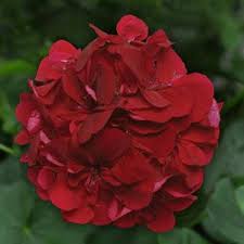 10" Hanging Basket, Dark Burgundy Ivy Geranium