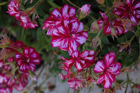 10" Hanging Basket, Burgundy Ice Ivy Geranium