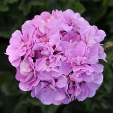 10" Hanging Basket, Lavender Blue Ivy Geranium