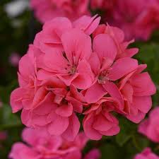 10" Hanging Basket, Pink Flamingo Ivy Geranium