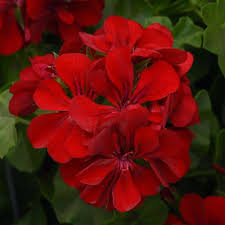 10" Hanging Basket, Red Ivy Geranium