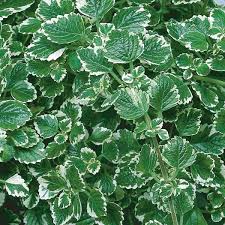 Swedish Ivy, Variegated