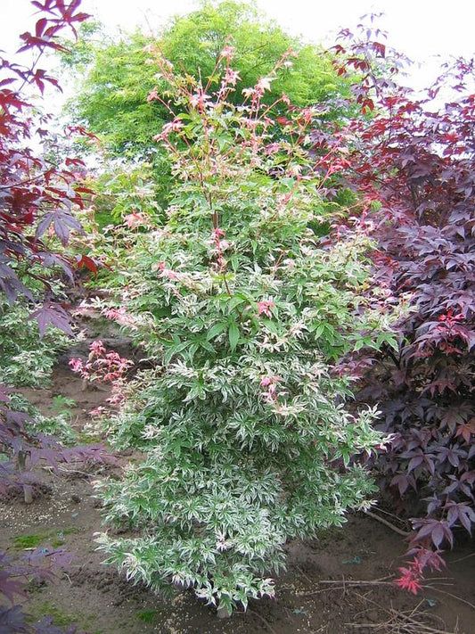 Japanese Maple, Butterfly 125cm 10g