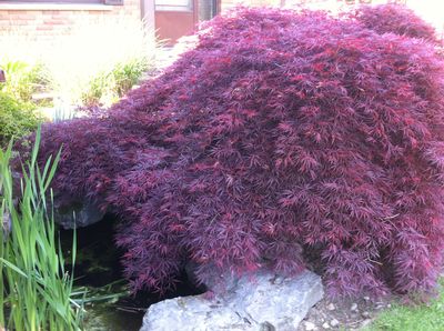 Maple, Japanese Crimson Queen 125cm 5g