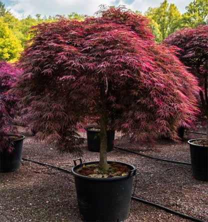 Japanese Maple, Inaba-Shidare Tree