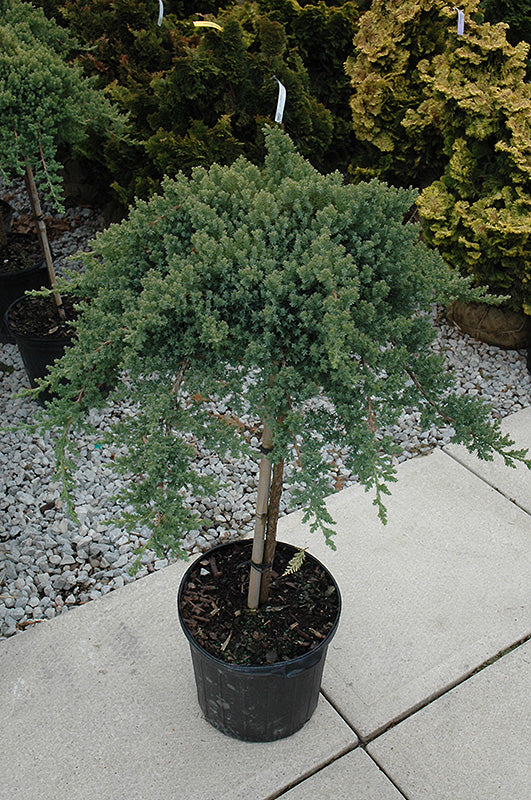 Juniper, Dwarf Japanese Nana Standard 6g