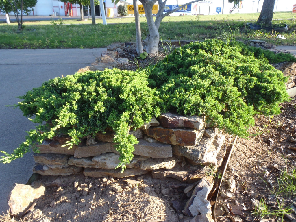 Juniper, Dwarf Japgarden