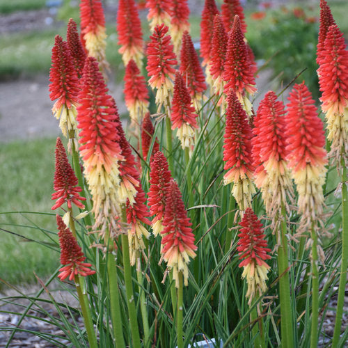 Kniphofia, Rocket's Red Glare (Red Hot Poker)