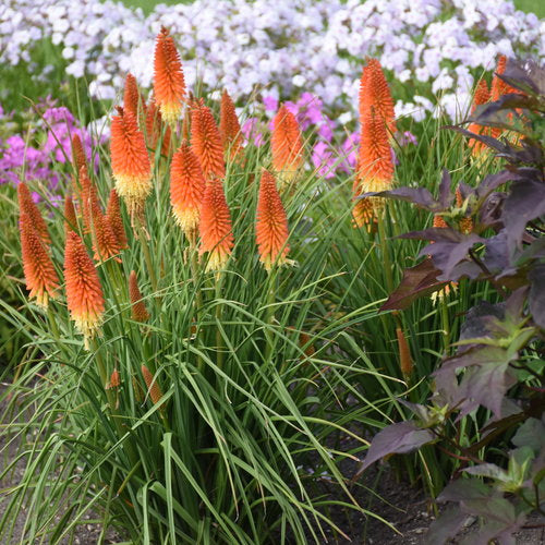 Kniphofia, Backdraft 1g