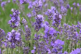 Lavender, Hidcote 1g