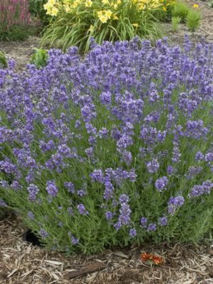 Lavender, Munstead 1 gallon