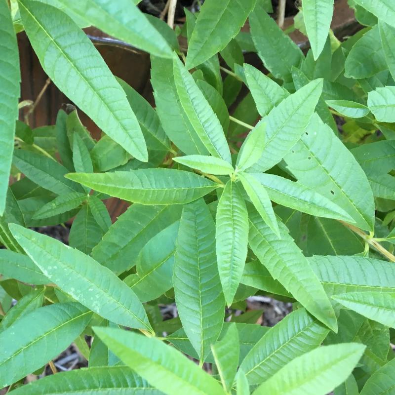 Lemon Verbena