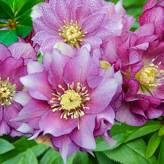 Lenten Rose, Helleborus