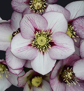 Lenten Rose, Helleborus