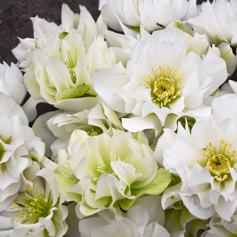 Lenten Rose, Helleborus