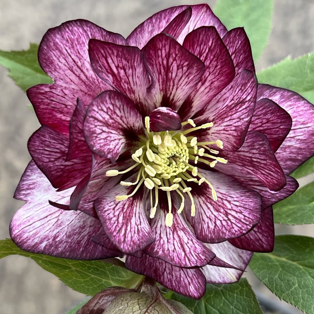 Lenten Rose, Helleborus