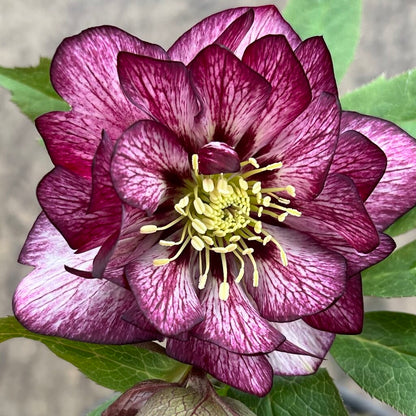 Lenten Rose, Helleborus