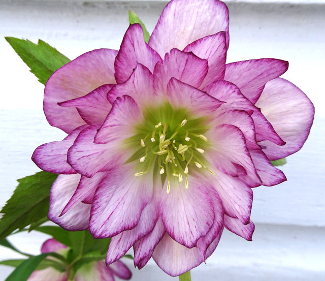 Lenten Rose, Helleborus