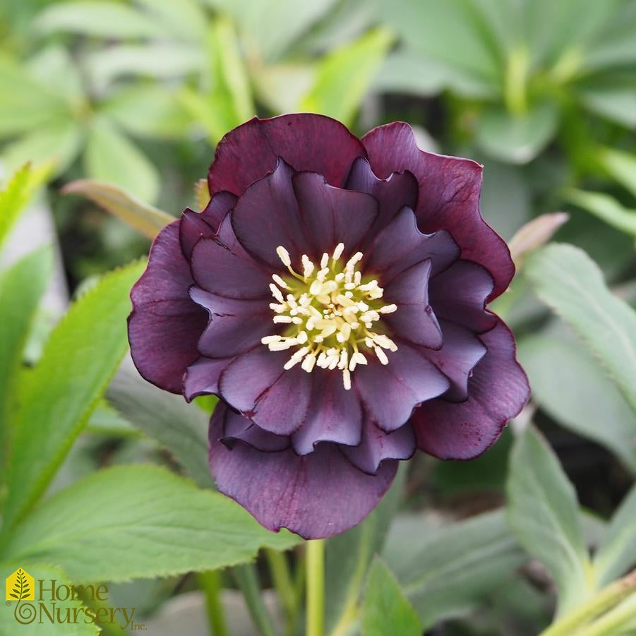Lenten Rose, Helleborus