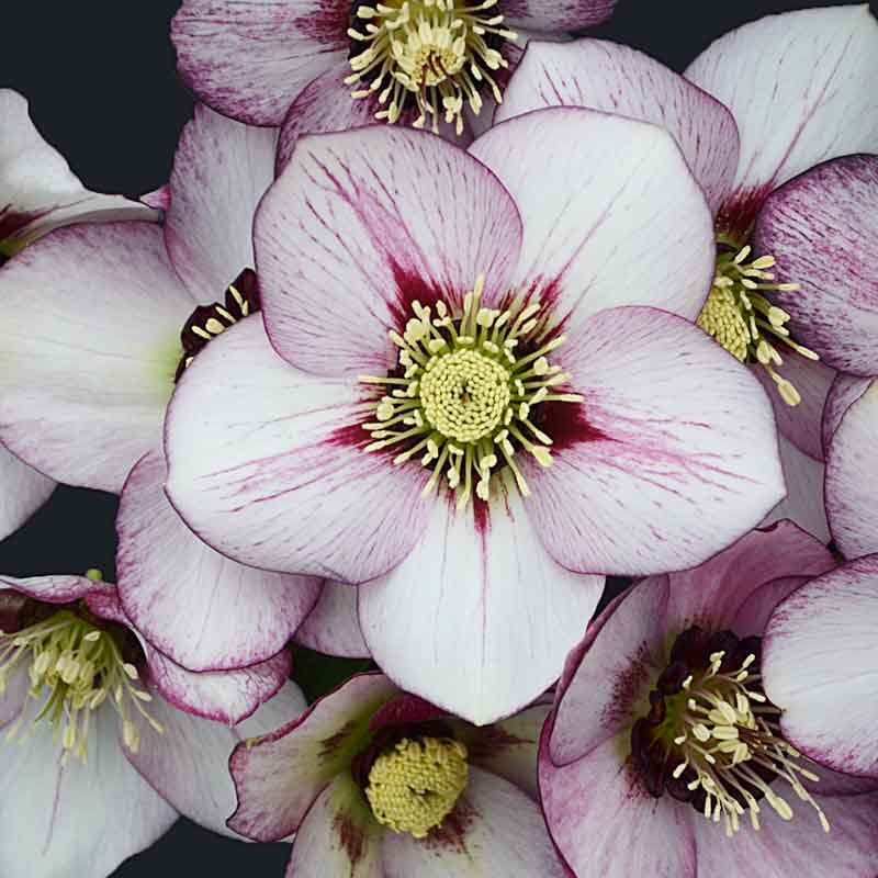 Lenten Rose, Helleborus