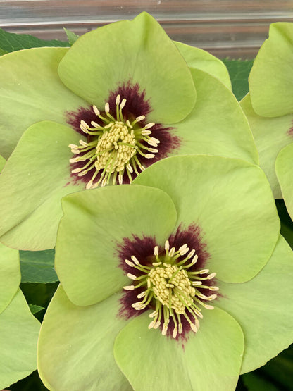 Lenten Rose, Helleborus