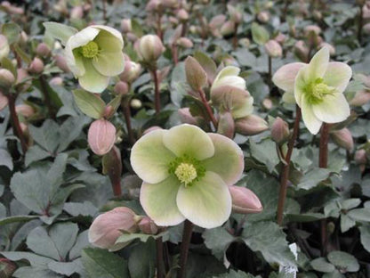 Lenten Rose, Helleborus