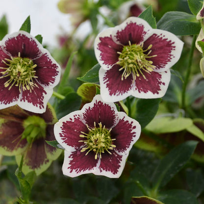 Lenten Rose, Helleborus