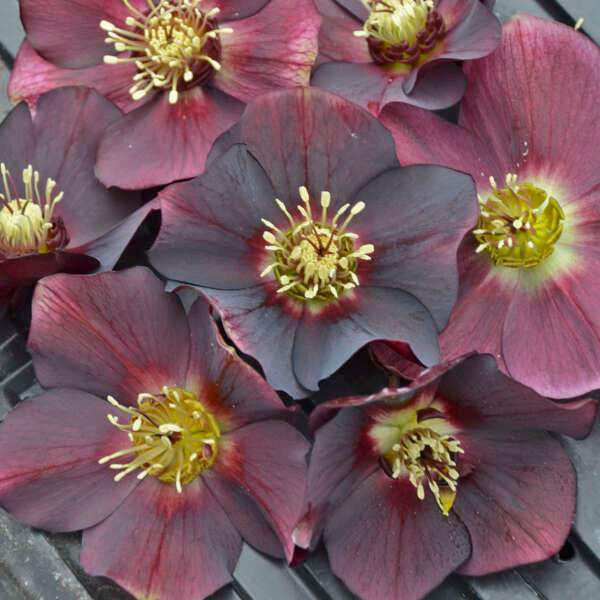 Lenten Rose, Helleborus