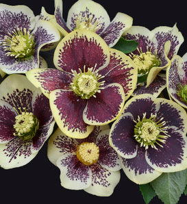 Lenten Rose, Helleborus