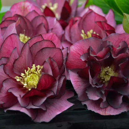 Lenten Rose, Helleborus