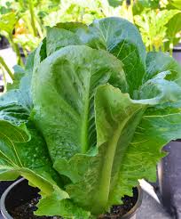 Lettuce, Parris Island Cos Romaine